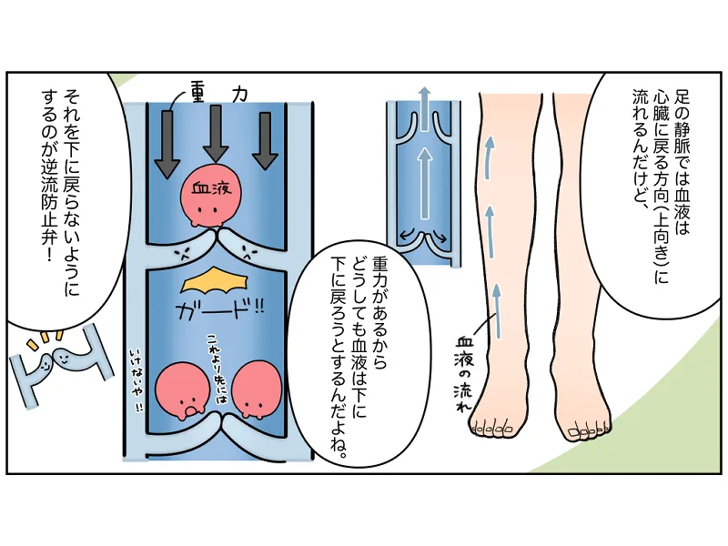 「足の静脈では血液は心臓に戻る方向(上向き)に流れるんだけど、重力があるからどうしても血液は下に戻ろうとするんだよね。それを下に戻らないようにするのが逆流防止弁！」